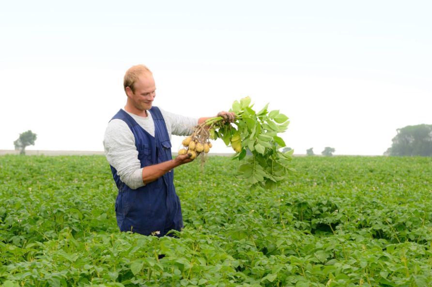 Jasper Nammensma | Seed potato grower in Sexbierum