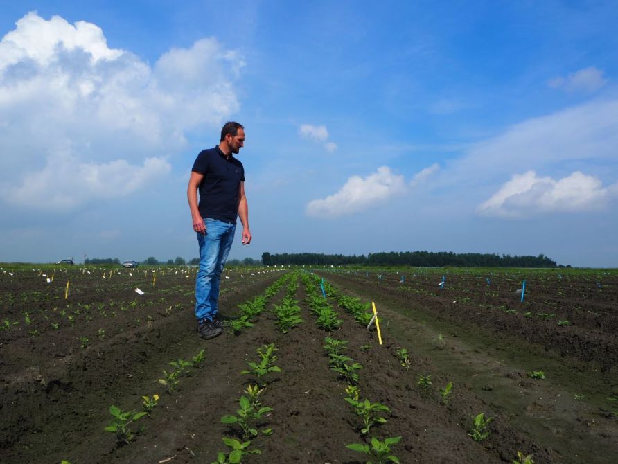 Ad Vrolijk | Project leader Hybrid Breeding
